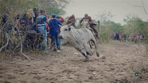 Festa Do Vaqueiro Pega De Boi No Mato Prefeitura Municipal De Girau