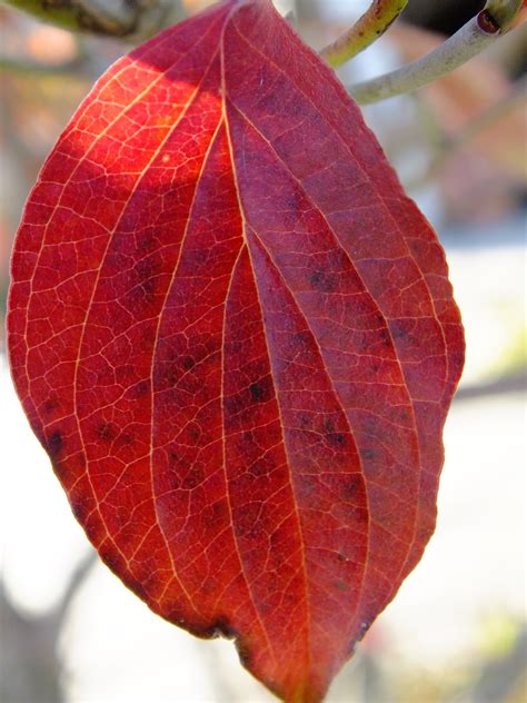 Free Images Tree Branch Leaf Flower Petal Red Produce Color