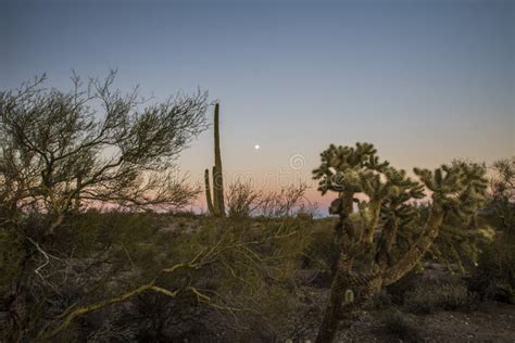 Desierto De Sonora Con Cactus De Saguaro Bajo Luna Llena Foto de ...