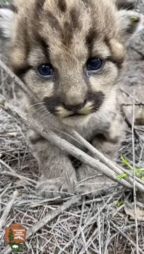 Baby mountain lions try to scare scientists away by purring | New York Post