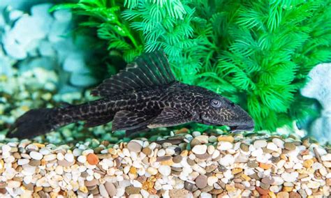 10 Freshwater Aquarium Catfish Species - aquaticly.com