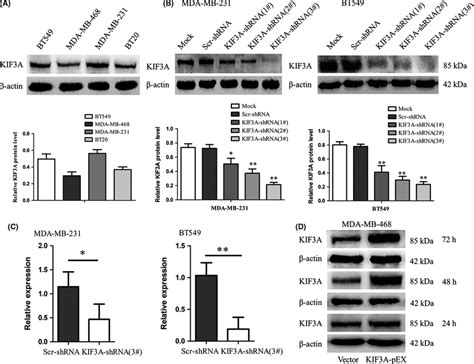 The Silence And Overexpression Efficiency Of Kif A Was Detected A The