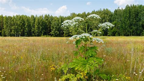 Weeds With White Flowers In Spring / 17 Common Types Of Weeds : Weeds ...