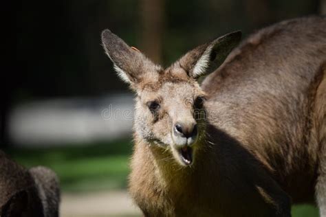 Australian Kangaroo is in the Zoo Habitat Stock Image - Image of ...