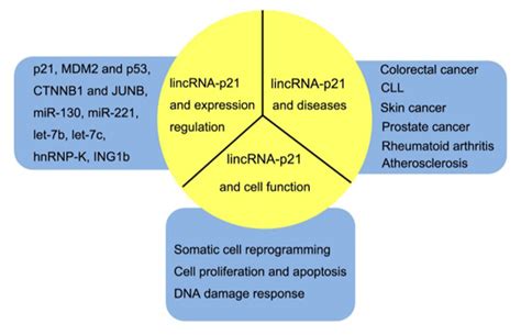 Ijms Free Full Text Lincrna P21 Implications In Human Diseases