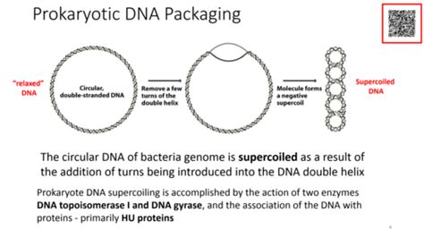 FTM LETURE 8 DLA: DNA PACKAGING Flashcards | Quizlet