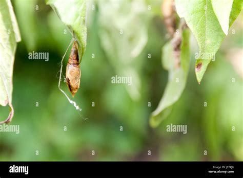 Chrysalis Shape Hi Res Stock Photography And Images Alamy