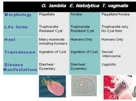 Protozoa - Flagellates Flashcards | Quizlet