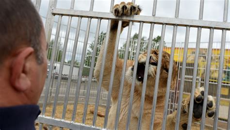 La loi sur la maltraitance animale arrive ce mercredi au Sénat ici