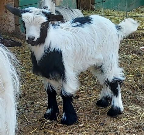 Miniature Silky Fainting Goats - Chapman Family Farm