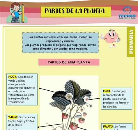 Las Plantas Y Sus Partes Para Tercero De Primaria Ciencias Naturales