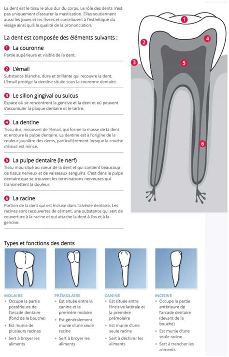 Anatomie Et Nomenclature Dentaire Bücco