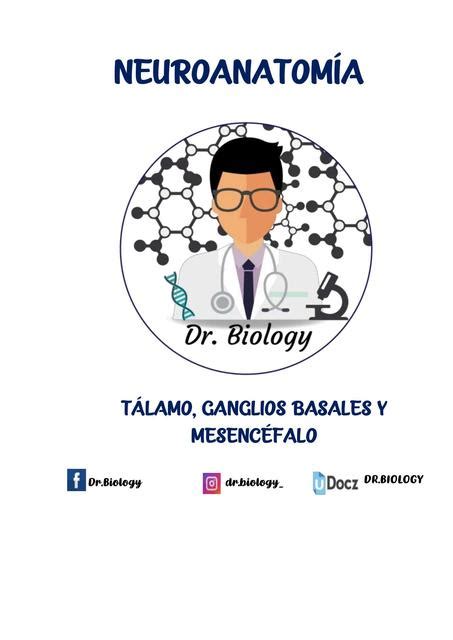 NEUROANATOMÍA TÁLAMO GANGLIOS BASALES Y MESENCÉFALO Dr Biology uDocz