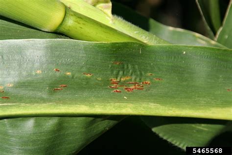 Common Corn Rust Puccinia Sorghi