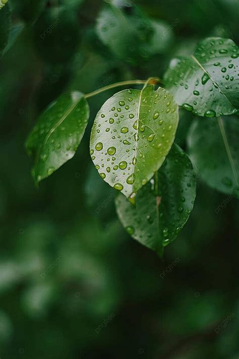 Folhas E água Chuva Gotas De Orvalho Detalhes Natureza Primavera Verão