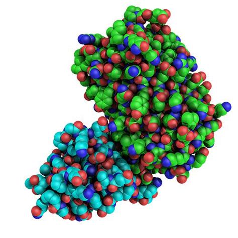 Results For Gfp Proteintech Group