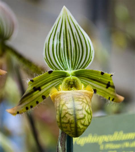 Paphiopedilum Venusium Taken At Rhs London Orchid Show Flickr