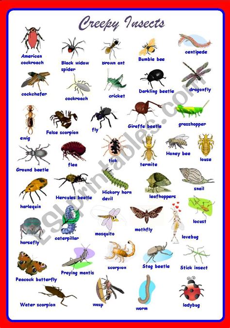 Creepy Insects Pictionary **fully editable - ESL worksheet by Sharin Raj