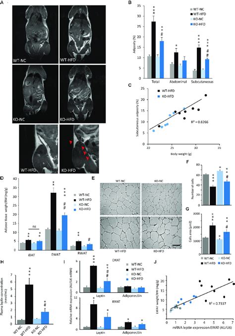 Reduced Adiposity In HFD Fed MPGES 1 KO Mice A Coronal MRI