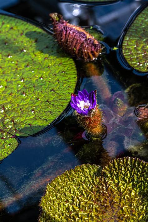 Flower of Prickly Waterlily Stock Image - Image of texture, closeup ...