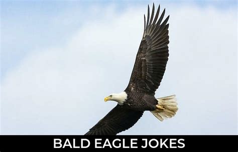 47 Bald Eagle Jokes And Funny Puns Jokojokes