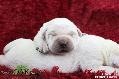 White English Lab Puppies For Sale | by Tender OAK Labradors | Medium