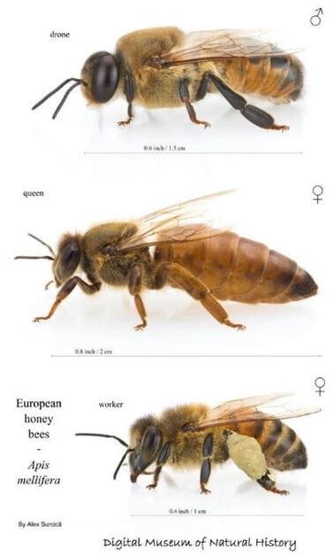 Honey Bee Biology Basics Farads Species Pages