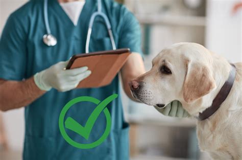 Can You Give Dogs Zyrtec For Itching