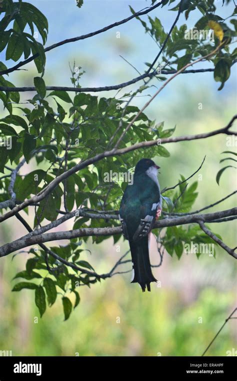 A Tocororo The Cuban National Bird Stock Photo Alamy