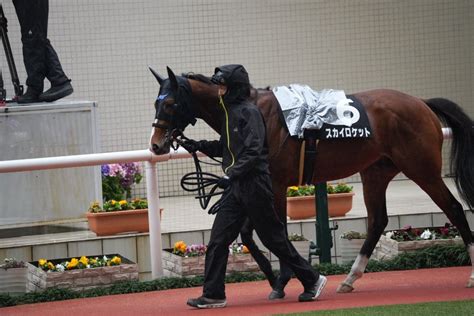 2024年3月17日・阪神競馬場パドック写真【スカイロケット】 鼬の一口馬主復帰と拉麺なブログ