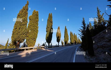 Greece Cypress Hi Res Stock Photography And Images Alamy