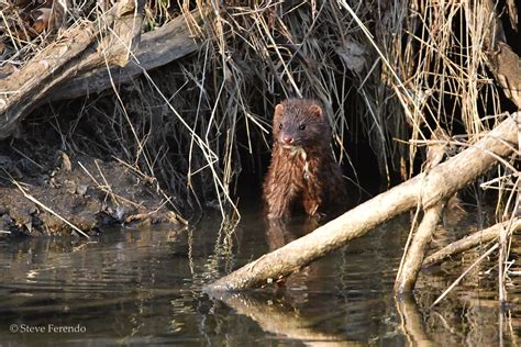 "Natural World" Through My Camera: American Mink