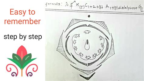 How to draw floral diagram of Fabaceae || Papilionaceae || Pisum ...