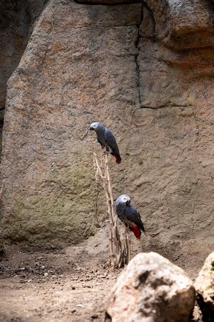 Familia De Aves Jaco Loros Loros Grises Foto Premium