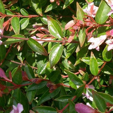 Abelia Grandiflora Edward Goucher Arbuste Compact Fleurs Rose Lilas