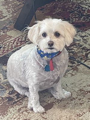 Frisco Tx Poodle Miniature Maltese Meet Gracie A Pet For Adoption