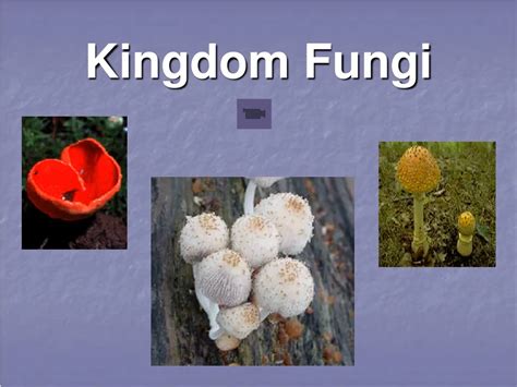 Ppt Kingdom Fungi Powerpoint Presentation Free Download Id445816