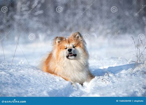 Feliz Perro Akita Inu Tendido En La Nieve Afuera En Invierno Foto De