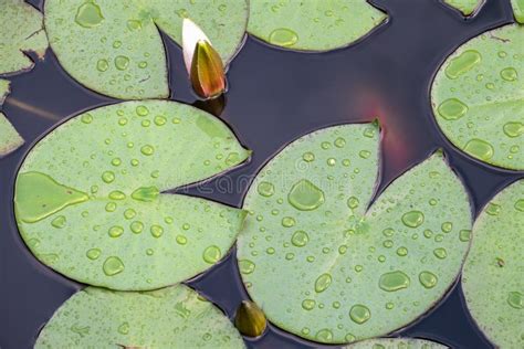 Water Lily Leaves Float In A Pond Stock Photo Image Of Pond Botany