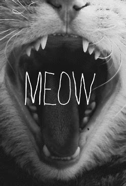 meow gifs Page 159 | WiffleGif