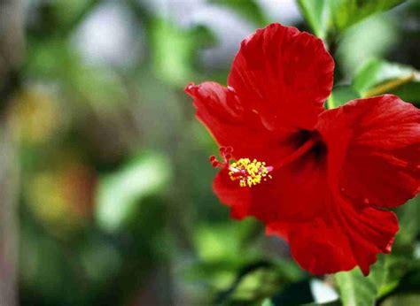 5 Hibiscus Plant Diseases To Look Out For! | Plants Heaven