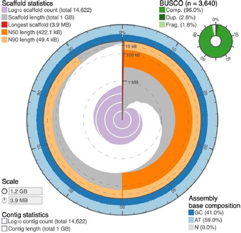 Atherinomorus Stipes Genome Assembly Snail Plot Summary Of Genome