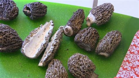 Comment Nettoyer Les Champignons Chasseurs De Champignons