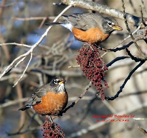 American Robin By George W Bowles Sr Lake Hardyscott Coun Flickr