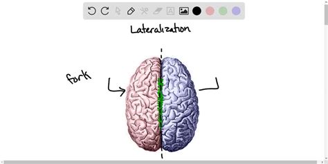 ⏩SOLVED:A majority of both right-handed and left-handed people… | Numerade