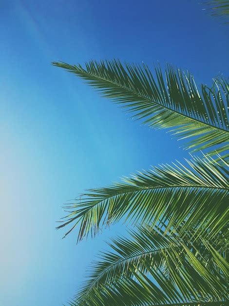 Hojas De Palmera Y El Cielo Fondo De Viajes De Verano Foto Premium