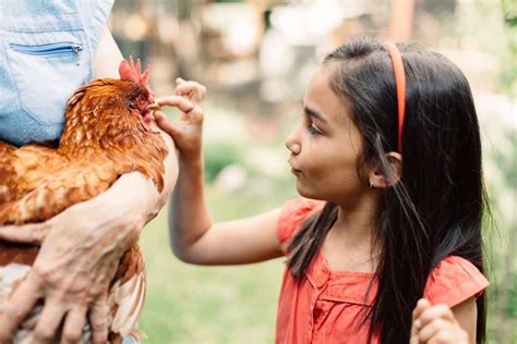 Besoin d un abreuvoir pour vos poules Fabriquez le vous même en