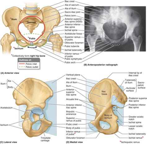 Anat W3 Pelvis And Perineum Flashcards Quizlet