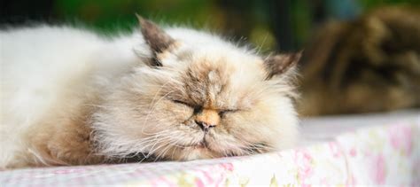 Persian Cats Facts Personality And Breed Guide