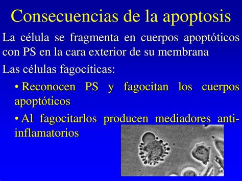 APOPTOSIS Ppt Descargar